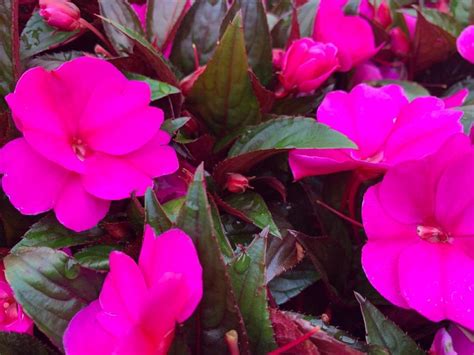 Impatiens New Guinea Violet Bloom Masters