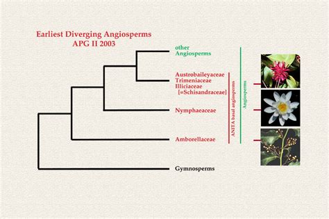 Early Angiosperm Phylogeny