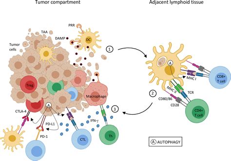 Frontiers The Role Of Autophagy In Tumor Immunologycomplex