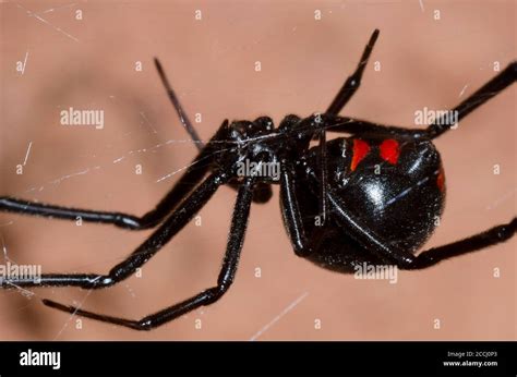 Northern Black Widow Latrodectus Variolus Stock Photo Alamy