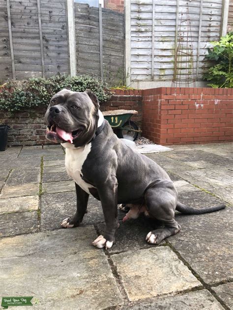 Sep 28, 2020 · the only difference that this american bully xxl dog breed has with others breeds of its kind is its height which is higher than all of those bully breeds. Stud Dog - American bully xxl - Breed Your Dog
