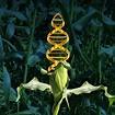 Genetically Modified Crops Stock Photo - Download Image Now - iStock