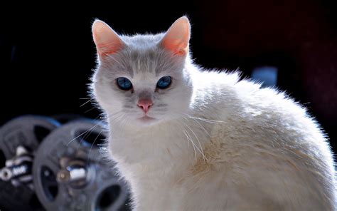 Beautiful White Cat