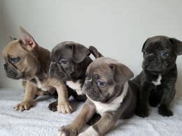 Find french bulldogs for sale on oodle classifieds. French Bulldog Puppies For Sale | Wisconsin Dells, WI #185060