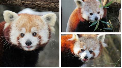 Come Meet The Smithsonian National Zoos Red Pandas Asanutmeg And