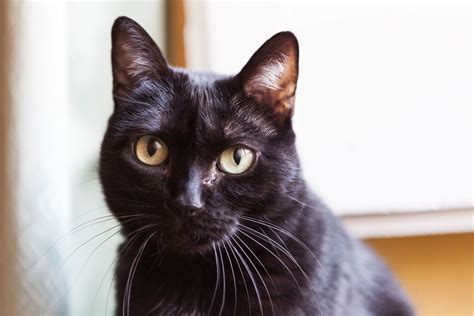 Black Cat Superstition Folklore And Legends