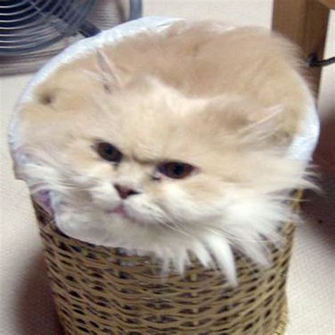 Trashcat Is Not Amused Know Your Meme