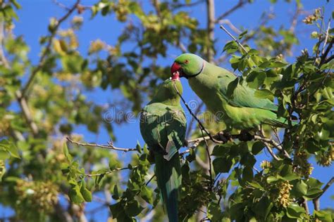 Bird S Parakeets Gives Love To Each Other S Stock Photo Image Of