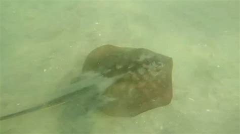 Up To 15 People Stung By Stingrays In Coronado California Good