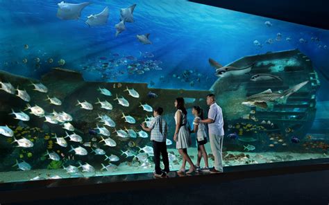 Sea Aquarium Singapore Vip Tour Best Price Guarantee