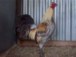 1000 Images About Game Fowl On Pinterest Game Fowl