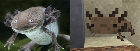 Not Gonna Lie Minecrafts Axolotls Look Cuter Than Their Real Life