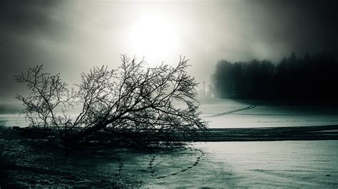 1920x1080 1920x1080 Fog Trees Sun Winter Traces Snow Black And