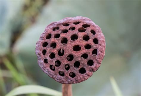 Learn About Trypophobia The Fear Of Hole Beyondpsychub