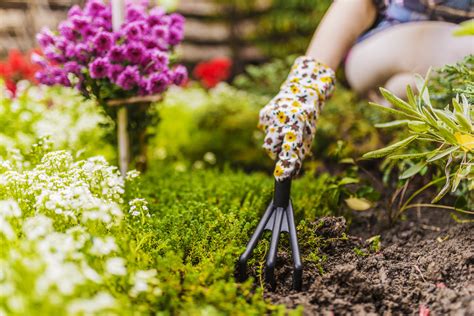 10 Gardening Tips For Beginners
