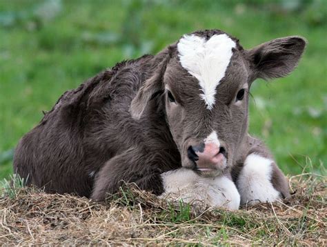 Lop Eared Calf Cute Cows Baby Cows Animals