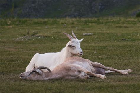 The Altai Mountain Breed Of Goat