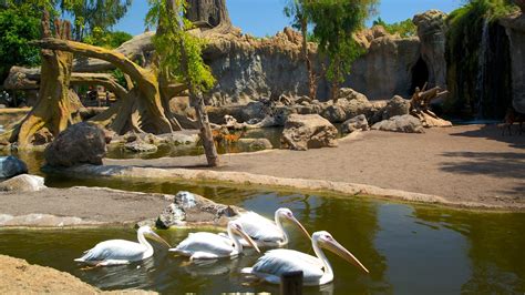 Bioparc Valencia Zoo Pictures View Photos And Images Of Bioparc Valencia Zoo