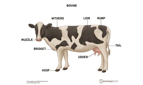 Cow Anatomy Bovine Muscles And Skeleton Anatomystuff