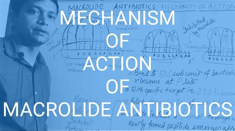 Macrolide Antibiotics Part 3 Mechanism Of Action Youtube