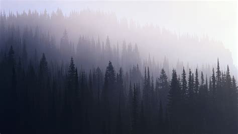 Forest Mist Hd Nature 4k Wallpapers Images Backgrounds Photos And