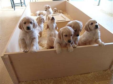Can you imagine 9 rowdy labrador puppies. Golden Retriever Puppies (allendale) - Craigslist | Cute baby animals, Dog breeder, Puppies