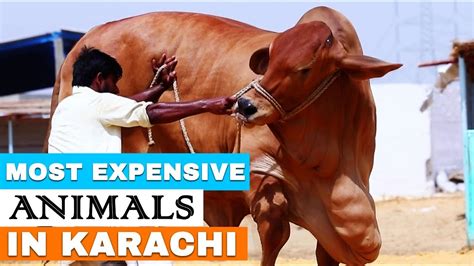 Asia's biggest cow market, bakhabar savera, baqra eid, bari eid, cow market in karachi, eid al adha,. The most expensive animal for Eid-ul-Adha in Karachi - YouTube
