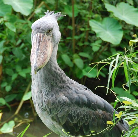 12 Terrifying Facts About The Shoebill Bird
