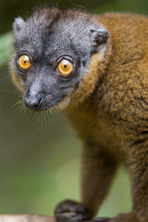 117 Best Images About Lemur Walk On Pinterest Madagascar Parks And