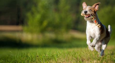 Dog Liability Insurance Petguard