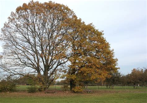 Oak Tree In Autumn Free Photo Download Freeimages
