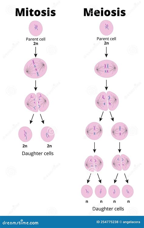 Meiosis Phases And Descriptions