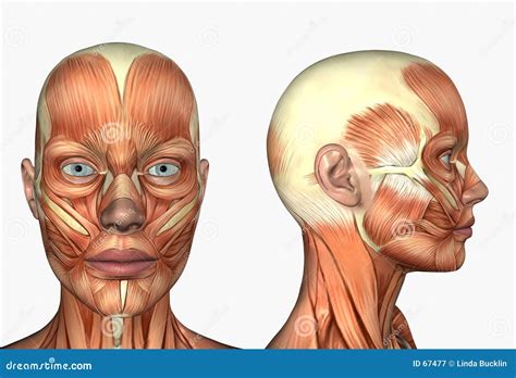 Human Anatomy Muscles Of The Face Royalty Free Stock Photography