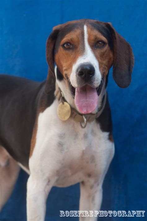 Bow 3 Year Old Tricolor Coonhound Treewalker Mix Available For