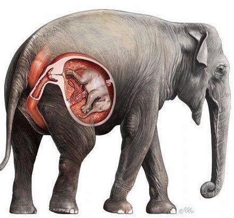 An Elephant And A Dog Became Pregnant At Same Time Three Months Down