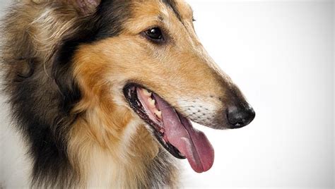 The collie is a lovely, active, noble, agile, intelligent sheepdog. Everything about your Collie - LUV My dogs