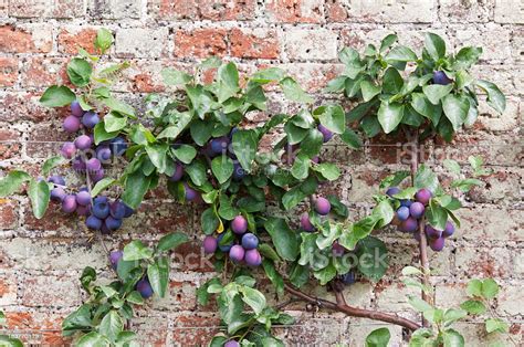 Espalier Tree With Victoria Plums Stock Photo Download Image Now