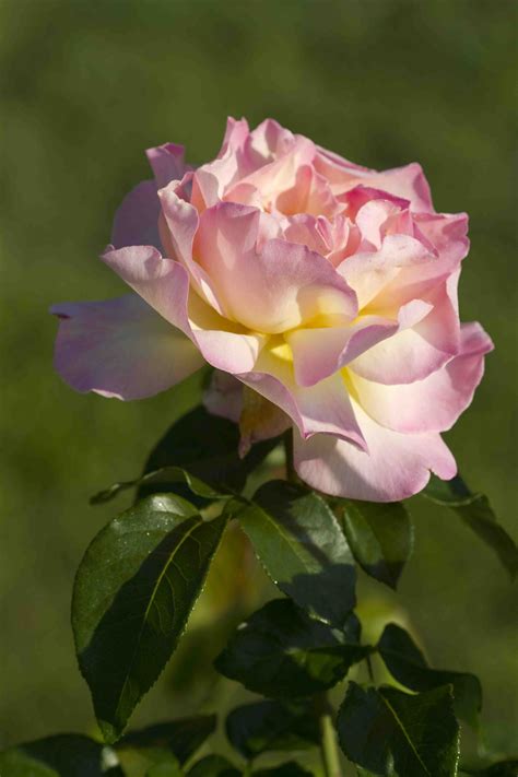 Peace Rose 3ft Standard - Hello Hello Plants & Garden Supplies