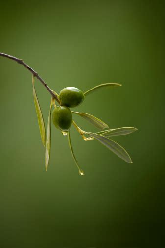 Olive Branch Stock Photo Download Image Now Istock