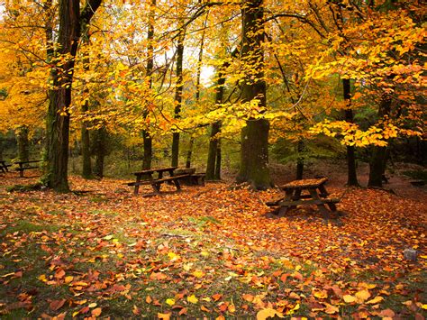 Free Download Leaves Wooden Benches Autumn Hd Wallpaper Hd Nature