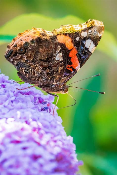 Vanessa Atalanta Farfalla Dell Ammiraglio Rosso Che Nutre Nettare Di