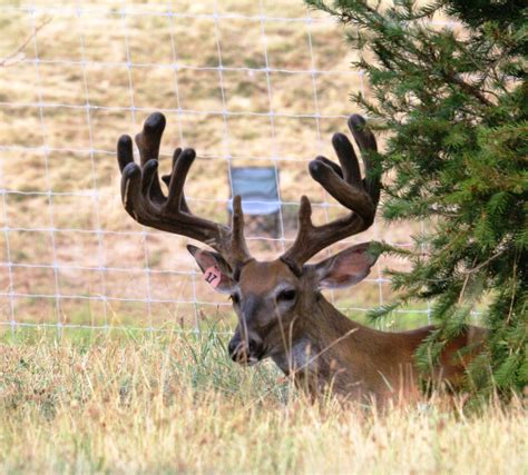 Genetic Superior Whitetail Deer For Sale Breeder Bucks Stocker Bucks