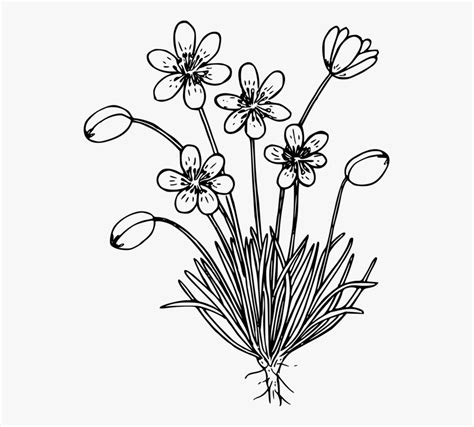Wildflowers Clipart Black And White 10 Free Cliparts Download Images