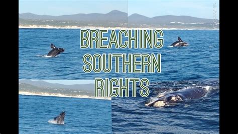 Southern Right Whales Breaching Walker Bay South Africa Youtube