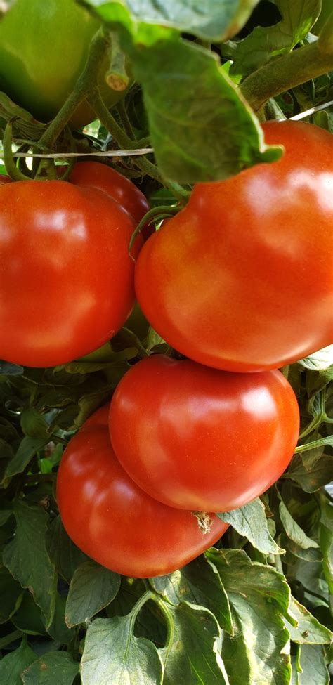 Tomatoes Beefsteak 20 Lb Box Leroux Produce