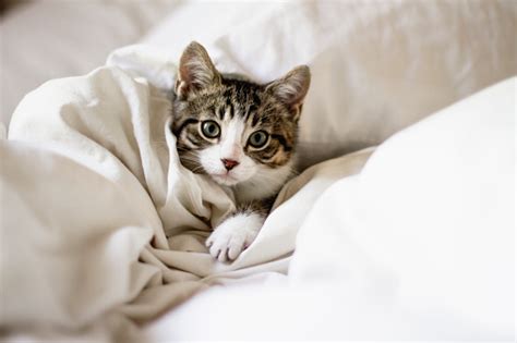 Cute Kitten In A Bed Stock Photo Download Image Now Istock