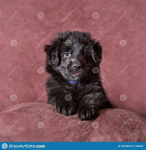 Long Haired Black German Shepherd Puppy Studio Stock Photo Image Of
