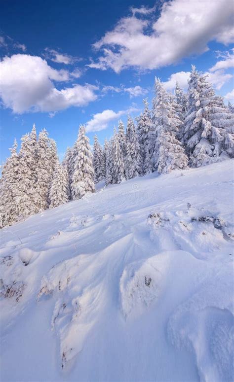 Sunny Winter Morning In Mountain Forest Stock Image Image Of Frost