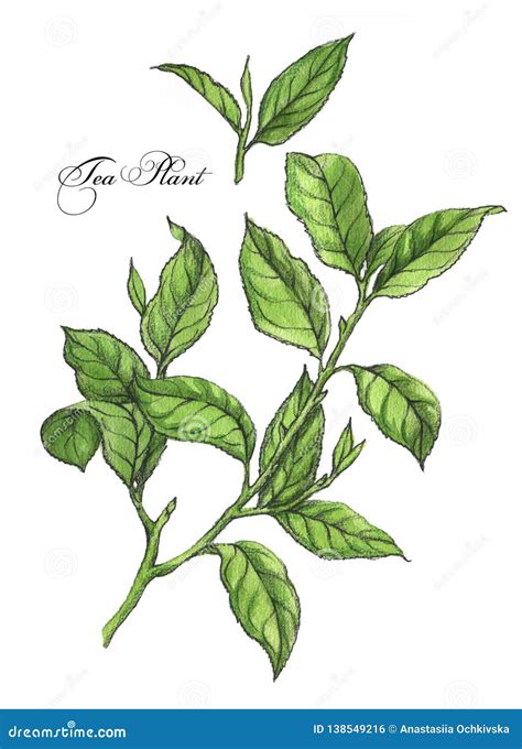 Hand Drawn Botanical Illustration Of The Tea Stock Illustration