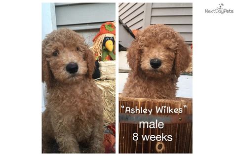 Sometimes a planned mating may have to be changed for various reasons. "Ashley Wilkes": Labradoodle puppy for sale near Tampa Bay ...